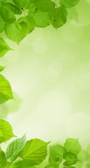 Green cell phone wallpaper. Fresh spring leaves on blurred background with bokeh light