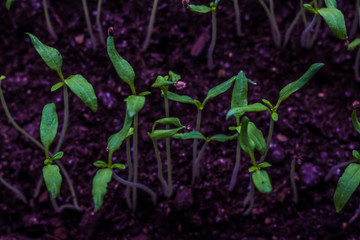 small tomato sprouts in the soil in the pot