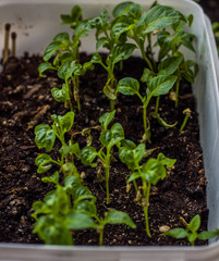 small pepper sprouts in the soil in the pot