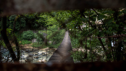 bridge in a  forest