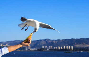 Protection of birds concept: Seagull catching his food from a hand