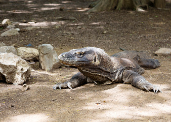 Komodo dragon on Komodo island. Indonesia. Komodo dragons are the largest lizards in the world. The largest specimen reached a length of 3.13 meters and weighed 166 kilograms. Komodo dragons are great