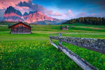 Seiser Alm vacation resort with yellow spring flowers, Italy, Europe