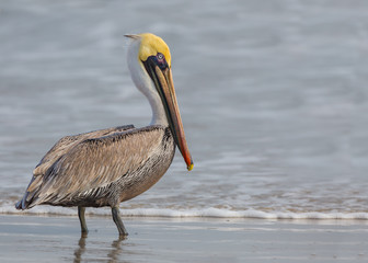 American Brown Pelican