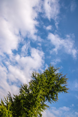 Obraz premium 青空とスギの木