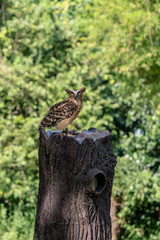 Malay fish owl
