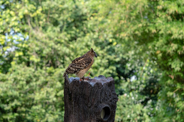 Malay fish owl