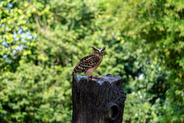 Malay fish owl