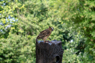 Malay fish owl