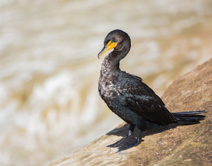 Double Crested Cormorant, La Jolla Cliffs, San Diego, California