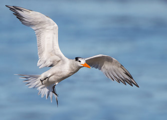Royal tern ,  Thalasseus maximus