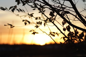 tree in sunset