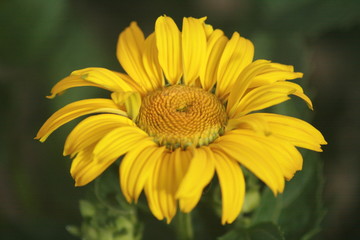 Sommerblume