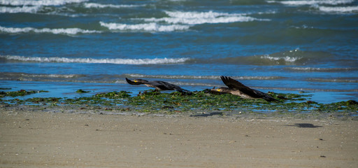Oiseaux sur la plage de Plestin-les-Grèves, Côtes-d'Armor, Bretagne, France.