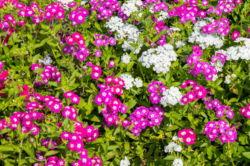 Fototapeta premium Garden phlox flowers blooming in graden in bright sunny day