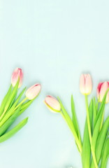 Flowers background. bouquet of pink tulips on a pale green background. top view. copy space. Holiday concept. Pastel colors background