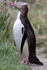 Yellow Eyed Penguin near a New Zealand Beach