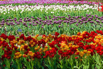 The colorfull field of tulips