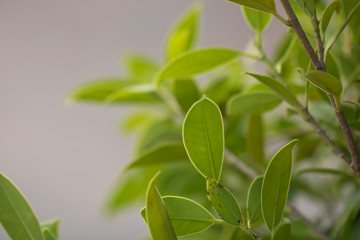 Bokeh of Tree Leaves for nature background and save green concept,soft and blur out of focus, made with gradient and filter colored.