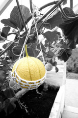 Melon growing in a greenhouse hanging from a string cradle with selective colour