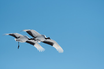 Red-crowed cranes flying in Tsurui village, Hokkaido, Japan