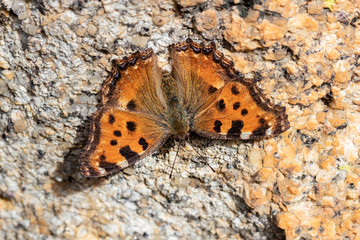 Butterfly photographed in their natural environment.