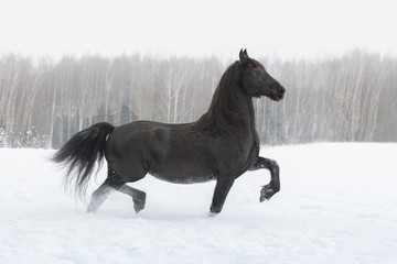 Plakat Black friesian horse running on the snow-covered field in the winter