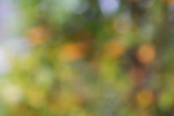 Bokeh of Tree Leaves for nature background and save green concept,soft and blur out of focus, made with gradient and filter colored.