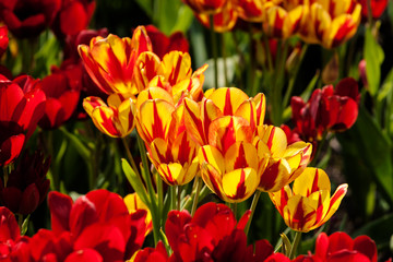 Obraz na płótnie Canvas The red and yellow tulips