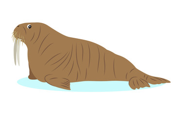 Walrus icon, big marine mammal, isolated on white background