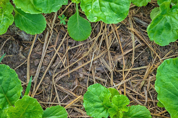 Vegetable and soil background