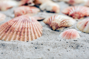 Seashells on the sand, summer beach background, travel concept .