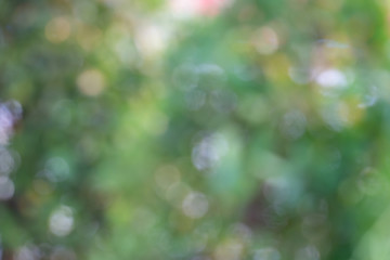 Fototapeta premium Bokeh of Tree Leaves for nature background and save green concept,soft and blur out of focus, made with gradient and filter colored.