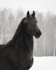 Fototapeta na wymiar Black frisian horse on snow winter background, portrait close up