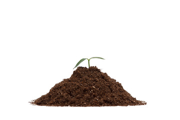Green sprout growing out from soil isolated on white background 