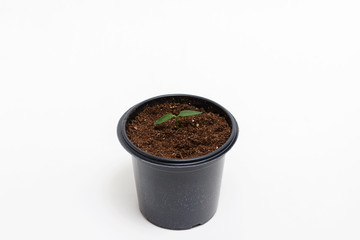 Young green plant grows in a pot for seedlings isolated on white background