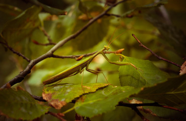 Green mantis hiding in the tree
