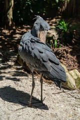 Shoebill