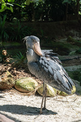 Shoebill