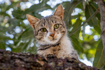 Cat Staring Intensely from tree
