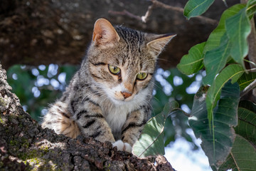 Naklejka na ściany i meble Cat Staring Intensely from tree