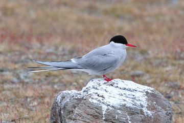 Isalnd; Iceland; Küstenseeschwalbe; Sterna paradisaea