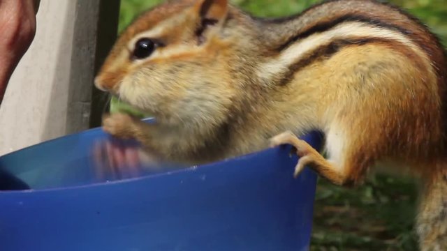 Person petting chipmunk holds up and pets tail