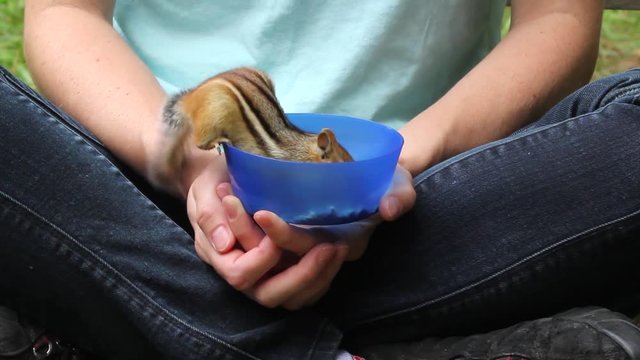 Chipmunks eating out of person's lap, one chipmunk scares off the other.