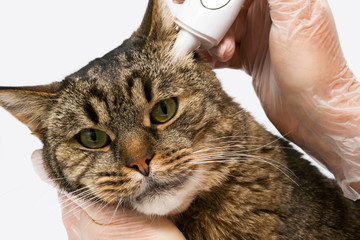 Veterinary clinic. Cat measured temperature. An electronic thermometer is inserted into the ear....