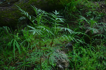 Obraz premium Treess Plants Grass 