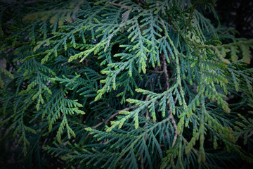 Fresh green branches of thuja. Natural background. THUJA KORAIENSIS 'GLAUCA PROSTRATA'