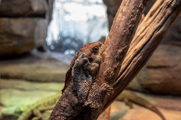 Frilled-neck lizard on a branch