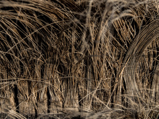 Close up of palm tree