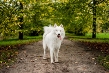 Happy, cute, fluffy, white Samoyed dog standing outside with her tongue hanging out the side of her mouth